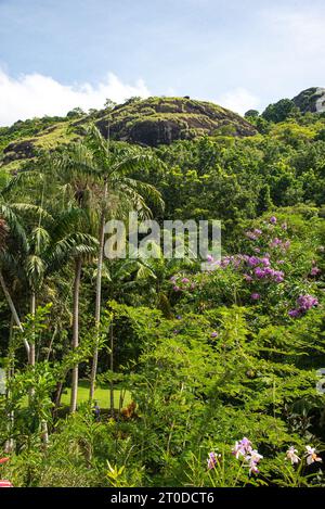 Fleur dans le jardin, Fidji, pays du Pacifique Sud Banque D'Images