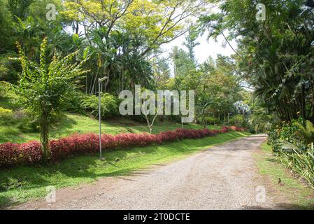 Fleur dans le jardin, Fidji, pays du Pacifique Sud Banque D'Images