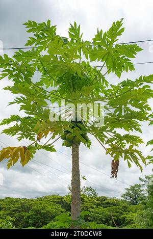 Fleur dans le jardin, Fidji, pays du Pacifique Sud Banque D'Images