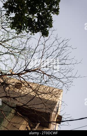 Partie d'un immeuble résidentiel avec des arbres et des branches autour. En fin d'après-midi. Salvador ville, Brésil. Banque D'Images