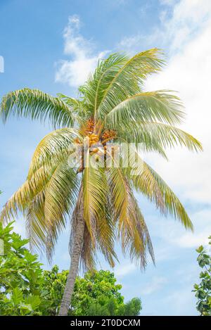 Fleur dans le jardin, Fidji, pays du Pacifique Sud Banque D'Images