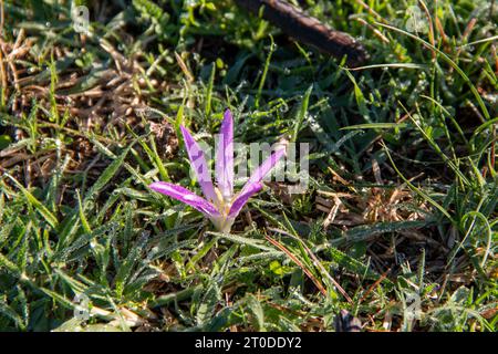 casse-croûte (Colchicum montanum) dans les premières heures de la journée où les gouttes de rosée peuvent être vues. Connu sous ce nom car il apparaît en automne quand Banque D'Images