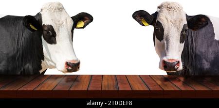 Gros plan d'une table en bois vide et de deux vaches laitières blanches et noires (génisses) regardant l'appareil photo, isolé sur fond blanc, photographie. Banque D'Images