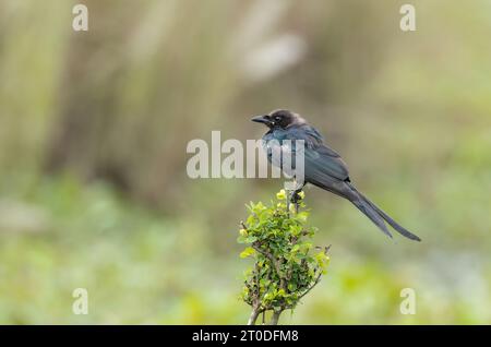 Le drongo noir est un petit oiseau de passereau asiatique de la famille des Dicruridae. Banque D'Images