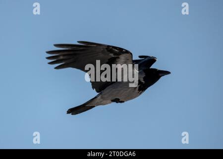 Un corbeau à capuche vole dans le ciel bleu sur une photo de jour, gros plan Banque D'Images