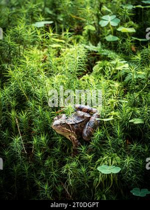 Grenouille commune brune entre la mousse et le trèfle assis en regardant la caméra Banque D'Images