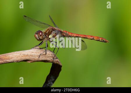 Libellule mâle de Darter commun, Sympetrum striolatum, Dumfries & Galloway, Écosse Banque D'Images