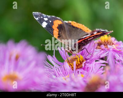 Papillon amiral rouge se nourrissant de fleurs d'Aster, Dumfries & Galloway, Écosse Banque D'Images