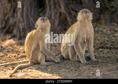 Deux singes vervets sont assis regardant l'arbre Banque D'Images