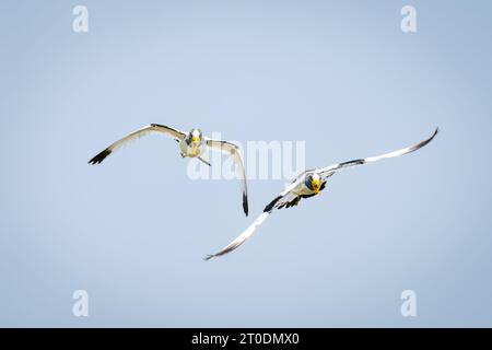 Deux lapwings à couronne blanche volent à travers le ciel clair Banque D'Images