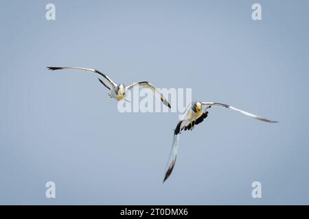 Deux lapwings à couronne blanche volent dans le ciel bleu Banque D'Images