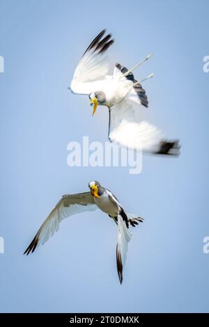 Deux lapwings à couronne blanche volent l'un vers l'autre Banque D'Images