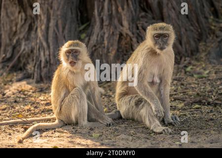 Deux singes vervets sont assis regardant vers la caméra Banque D'Images