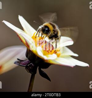 Abeilles à queue blanche collectant le pollen des fleurs de Dahlia. Banque D'Images