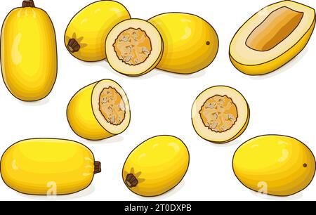 Set de Orangetti Spaghetti squash. Courge d'hiver. Cucurbita pepo. Fruits et légumes. Clipart. Illustration vectorielle isolée. Illustration de Vecteur