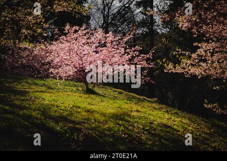 Cette photo est un bon exemple de la quantité de zones vertes et herbeuses du parc où les visiteurs peuvent jeter une couverture de pique-nique et profiter d'un hanami buvant pa Banque D'Images