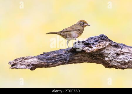 Gros plan d'une femelle Blackcap, Sylvia atricapilla, avec des couvertures brunes et un chapeau orange brun sur la tête debout la branche d'arbre horizontale morte contre naturel Banque D'Images