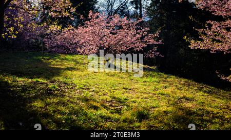 Cette photo est un bon exemple de la quantité de zones vertes et herbeuses du parc où les visiteurs peuvent jeter une couverture de pique-nique et profiter d'un hanami buvant pa Banque D'Images
