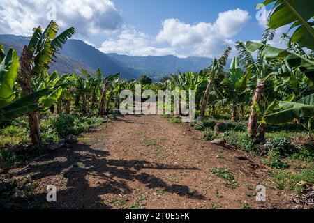 Photos grand angle d'une plantation de Bannana à Tenerife Banque D'Images