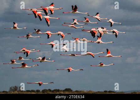 Vol des flamants roses en Camargue Banque D'Images
