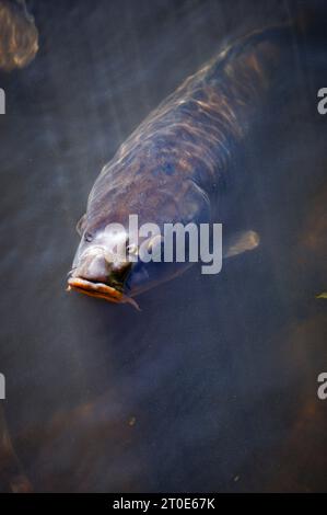 Carpe koï brisant la surface de l'eau dans l'étang par le Rock Garden et Alpine Meadow à RHS Garden Wisley, Surrey, sud-est de l'Angleterre au début de l'automne Banque D'Images