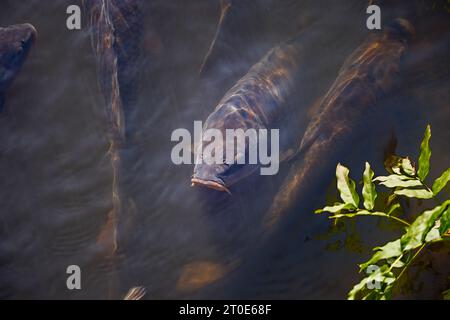 Carpe koï brisant la surface de l'eau dans l'étang par le Rock Garden et Alpine Meadow à RHS Garden Wisley, Surrey, sud-est de l'Angleterre au début de l'automne Banque D'Images