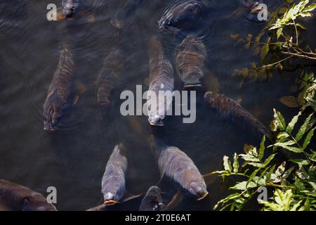 Carpe koï brisant la surface de l'eau dans l'étang par le Rock Garden et Alpine Meadow à RHS Garden Wisley, Surrey, sud-est de l'Angleterre au début de l'automne Banque D'Images