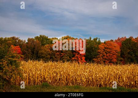 Champ de maïs à côté des arbres forestiers colorés en octobre Banque D'Images