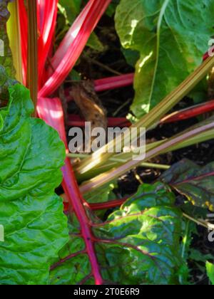 Portrait naturel en gros plan de plantes alimentaires de Swiss Chard « Bright Lights » sous un beau soleil d'été Banque D'Images