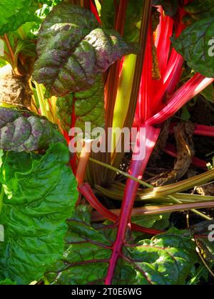 Portrait naturel en gros plan de plantes alimentaires de Swiss Chard « Bright Lights » sous un beau soleil d'été Banque D'Images