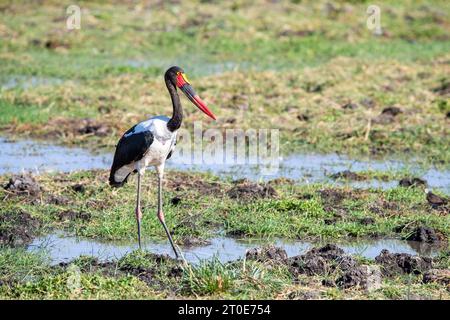 Cigogne femelle à bec de selle, Ephippiorhynchus senegalensis, la plus grande cigogne d'Afrique de l'est, dans les marais du parc national d'Amboseli, au Kenya Banque D'Images