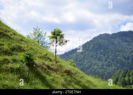 Deux petits conifères sur un pâturage de montagne en pente, avec une forêt derrière. Banque D'Images