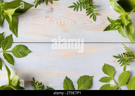 Feuilles vertes sur un fond en bois bleu. Mise en page créative faite de feuilles avec place pour votre texte. Pose à plat. Concept nature Banque D'Images