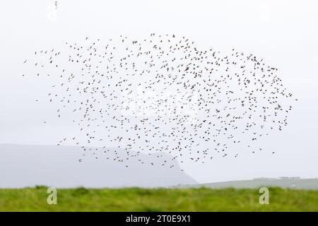 Orkney, Royaume-Uni. 6 octobre 2023. Alors que les régions méridionales du Royaume-Uni sont prévues un week-end chaud, dans les Orcades - les îles juste au nord de l'Écosse - l'automne est vraiment en cours comme les étourdissements commencent à se rassembler dans l'après-midi, avec l'île de Hoy au loin. Ces rassemblements sont appelés murmurations. Crédit : Peter Lopeman/Alamy Live News Banque D'Images