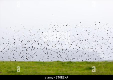 Orkney, Royaume-Uni. 6 octobre 2023. Alors que les régions méridionales du Royaume-Uni sont prévues un week-end chaud, dans les Orcades - les îles juste au nord de l'Écosse - l'automne est vraiment en cours comme les étourdissements commencent à se rassembler dans l'après-midi, avec l'île de Hoy au loin. Ces rassemblements sont appelés murmurations. Crédit : Peter Lopeman/Alamy Live News Banque D'Images