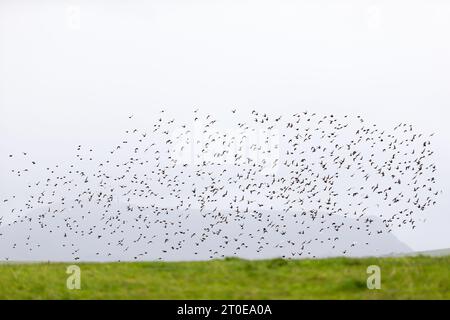 Orkney, Royaume-Uni. 6 octobre 2023. Alors que les régions méridionales du Royaume-Uni sont prévues un week-end chaud, dans les Orcades - les îles juste au nord de l'Écosse - l'automne est vraiment en cours comme les étourdissements commencent à se rassembler dans l'après-midi, avec l'île de Hoy au loin. Ces rassemblements sont appelés murmurations. Crédit : Peter Lopeman/Alamy Live News Banque D'Images