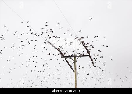 Orkney, Royaume-Uni. 6 octobre 2023. Alors que les régions méridionales du Royaume-Uni devraient passer un week-end chaud, dans les Orcades - les îles juste au nord de l'Écosse - l'automne est vraiment en cours alors que les étourdissements commencent à se rassembler dans l'après-midi. Ces rassemblements sont appelés murmurations. Crédit : Peter Lopeman/Alamy Live News Banque D'Images