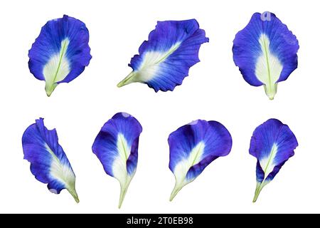 Fleurs de pois papillon isolées sur fond blanc ou transparent, pois bleus isolés sur fond blanc. Banque D'Images