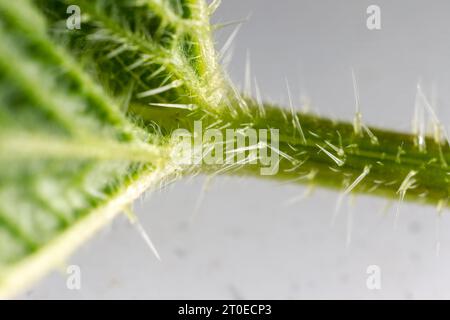 Cheveux urticants (stimulus, cnida) d'ortie. Trichomes glandulaires visibles avec acétylcholine brûlante. Nidle se brise, le fluide de la cellule e en forme de cornue Banque D'Images