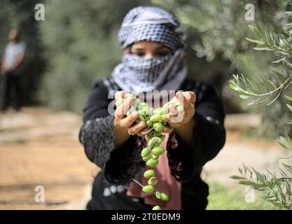 Une femme jette des olives sous un arbre pendant la saison des récoltes à Khan Yunis, dans le sud de la bande de Gaza. (Photo Yousef Masoud / SOPA Images/Sipa USA) Banque D'Images