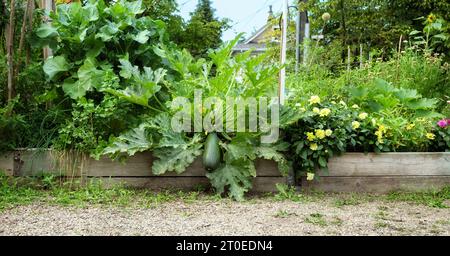 Plante géante de courgettes dans le lit de jardin. Grandes courgettes vertes poussant dans le lit de jardin surélevé envahi avec d'autres plantes de courge et de nombreux types de fleurs. Su Banque D'Images