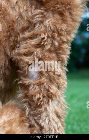 Chien avec alopécie, gros plan. Chienne Labradoodle femelle en chimiothérapie avec coude chauve et sans poil avec flocons secs. Causes de perte de cheveux : allergies, génétique Banque D'Images