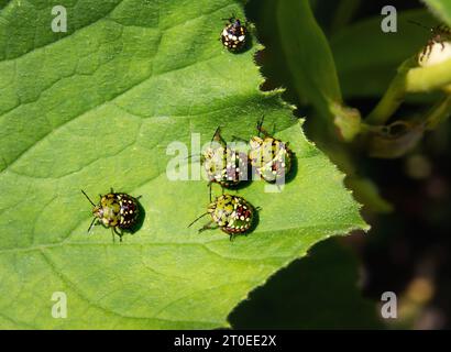 Bébés de punaise vert du sud sur la feuille de courgettes. Groupe de nymphes des 4e et 3e stades de la mouche du bouclier vert du sud ou Nezara viridula. Ravageurs envahissants Banque D'Images