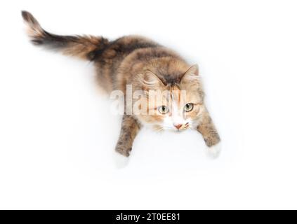 Mignon chat debout sur les pattes arrière tout en regardant la caméra. Vue à angle élevé ou vue de dessus du chat calicot avec les yeux jaunes debout pour obtenir de la nourriture ou Banque D'Images