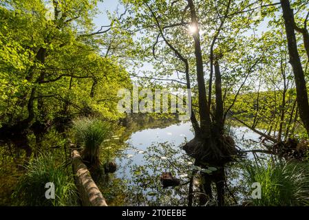 Herthasee dans le parc national de Jasmund, situé sur le sentier de randonnée entre le parking des visiteurs de Hagen et le centre du parc national de Königsstuhl, Hagen, île de Rühen, Mecklembourg-Poméranie occidentale, Allemagne Banque D'Images