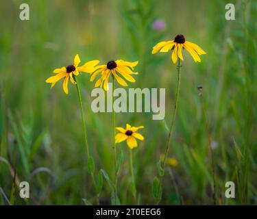 Photographier les fleurs sauvages est un passe-temps préféré de la mienne et Door County Wisconsin me donne amplement l'occasion de le faire. Banque D'Images