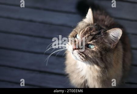 Beau chat levant les yeux tout en se tenant au soleil. Mignon chat tabby moelleux profitant du soleil tôt sur le patio.16 ans chat senior femelle avec lon Banque D'Images