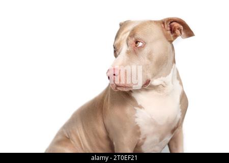 Chien avec un langage corporel coupable, triste ou honteux. Chien senior isolé regardant sur le côté au-dessus de l'épaule. Profil latéral de la fosse américaine femelle de 10 ans Banque D'Images