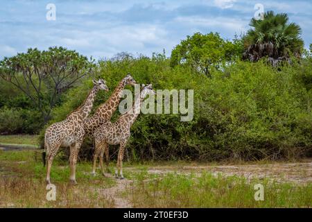 Trois girafes en liberté dans le parc national de Selous en Tanzanie Banque D'Images