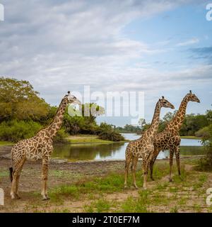 Trois girafes en liberté dans le parc national de Selous en Tanzanie Banque D'Images